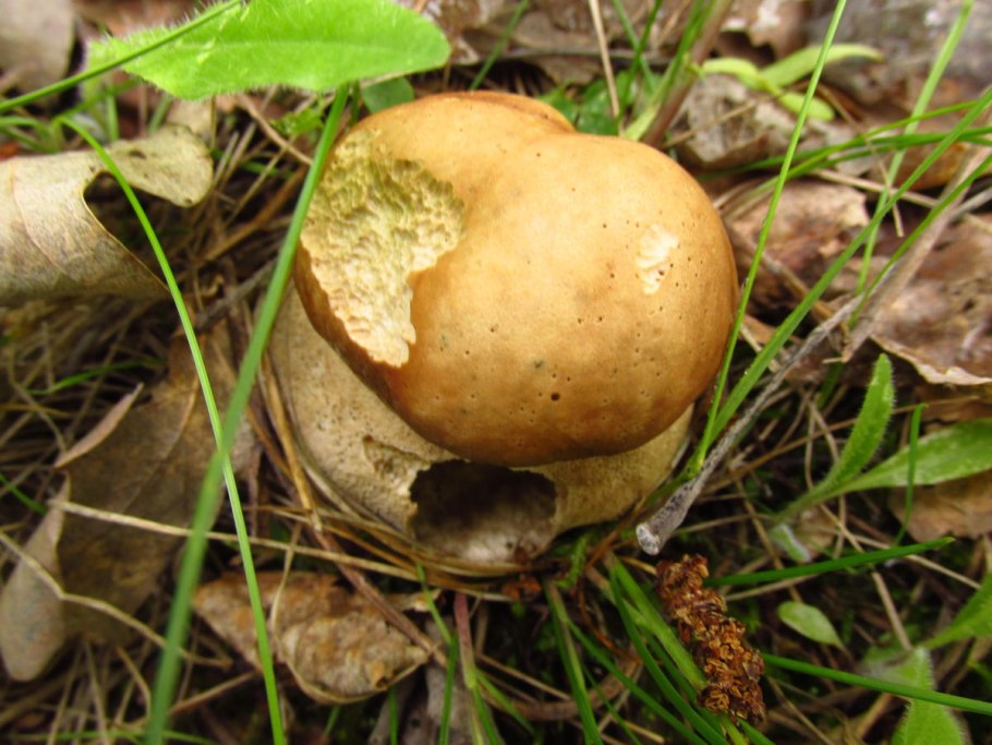 Миндальный гриб