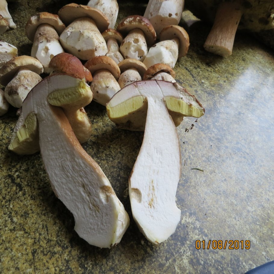 Червивый гриб