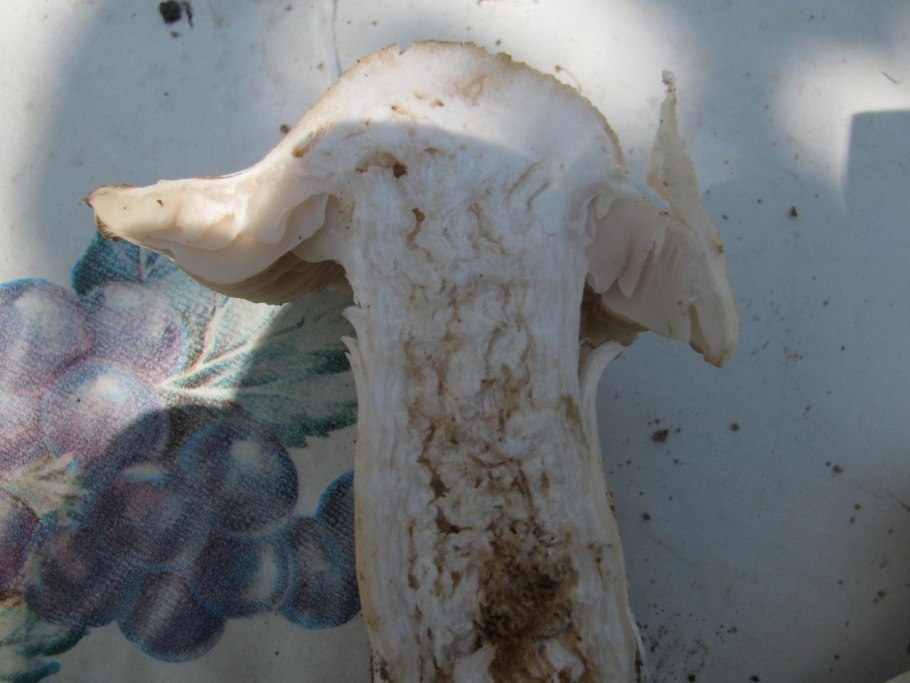 Червивые шампиньоны