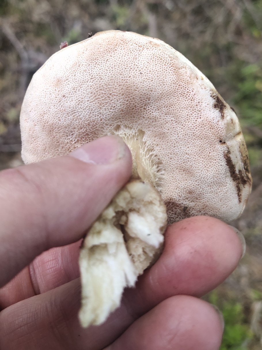 Червивый гриб