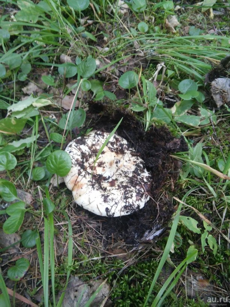 Гриб размером с дом