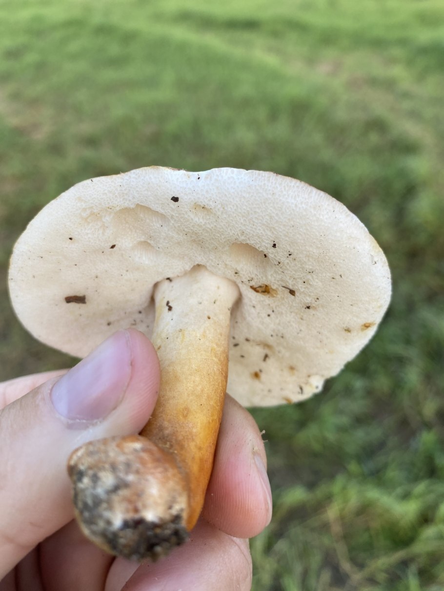 Грибы с ворсинками под шляпкой