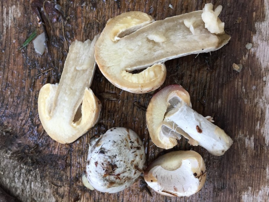 Трухлявый гриб