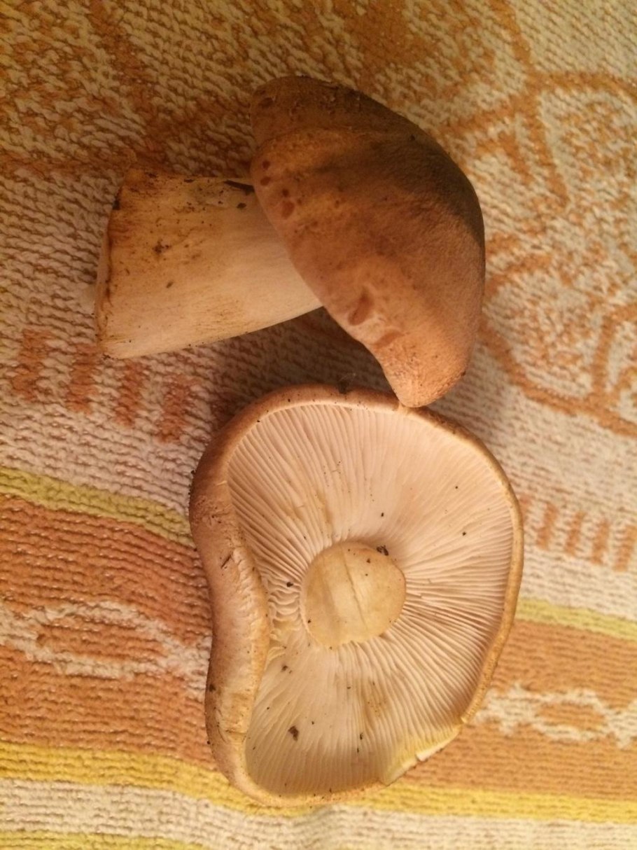 Червивый подосиновик