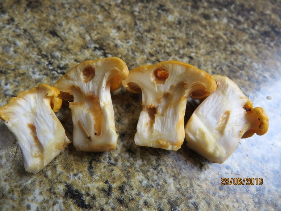 Подберезовики червивые