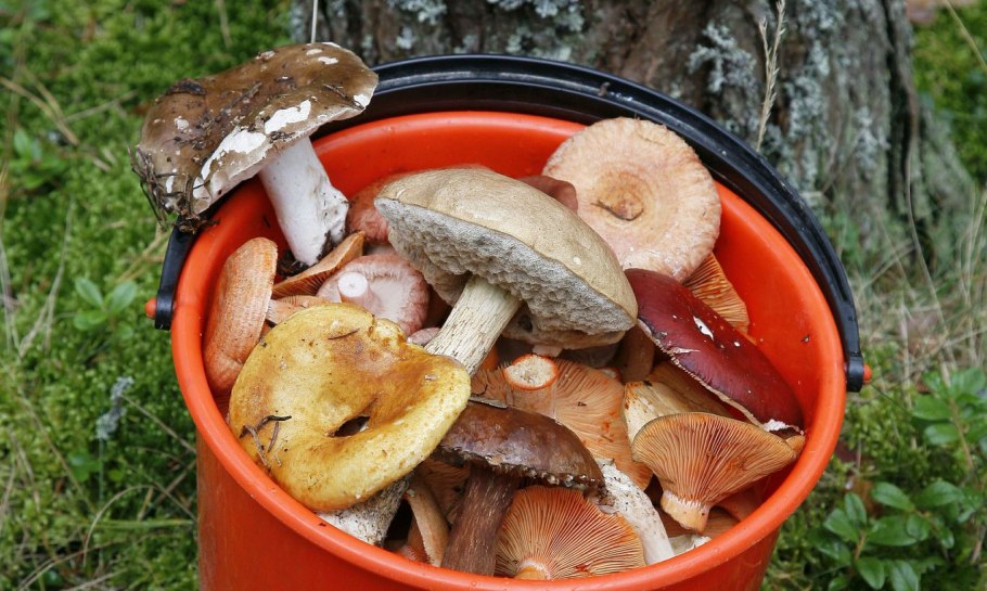 Белый гриб без губки