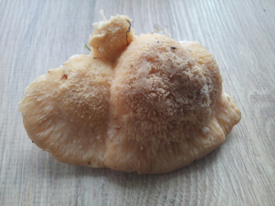 Черви в шляпках грибов