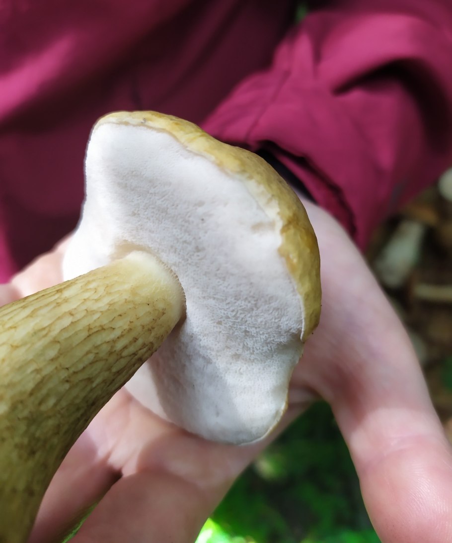 Червивые лисички бывают