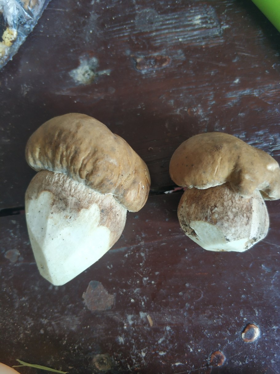 Червивые грибы боровики