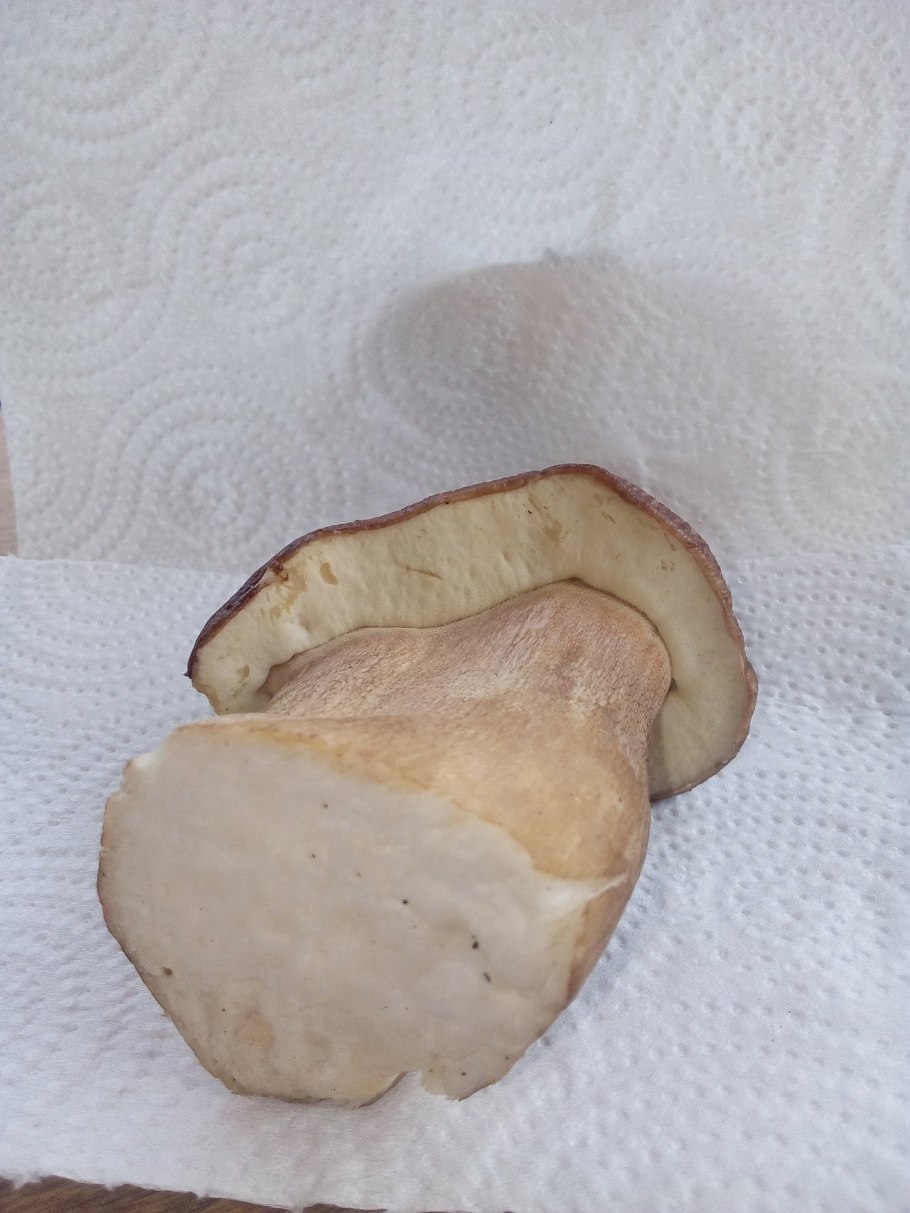 Червивые опята