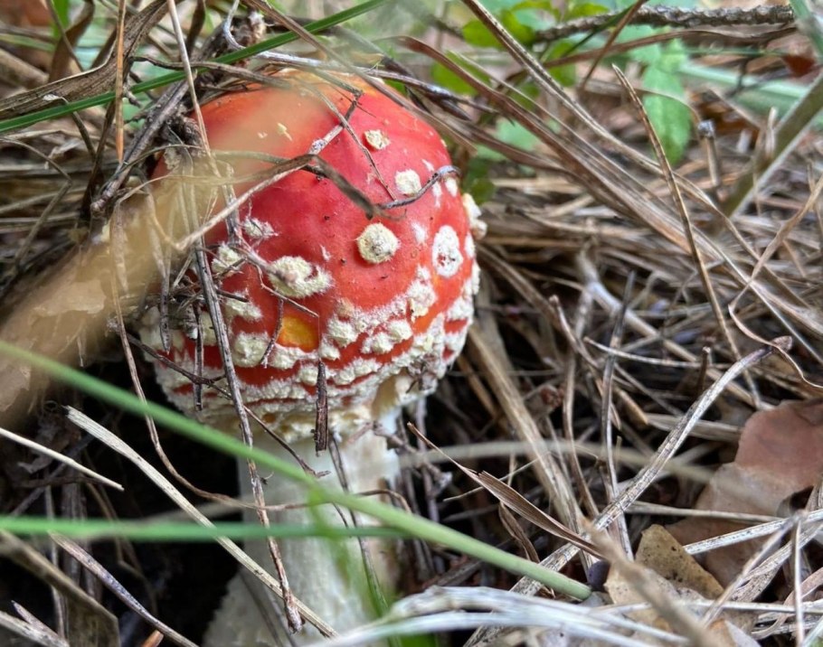 Белые грибы Ярославская область