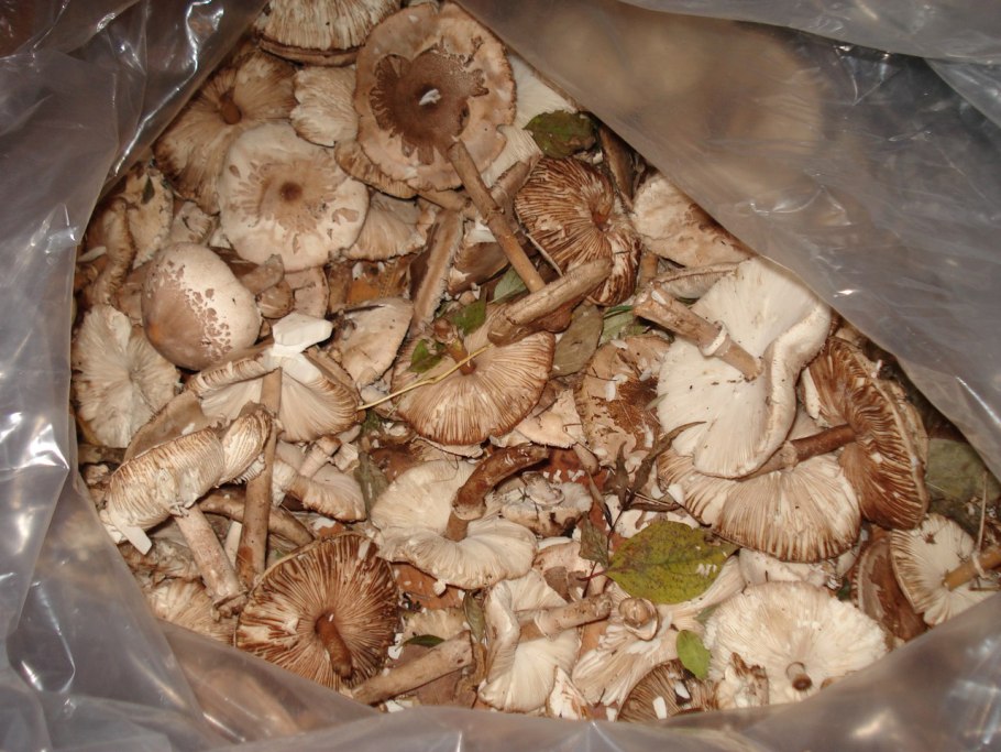 Чешуйчатка клейкая Pholiota lenta