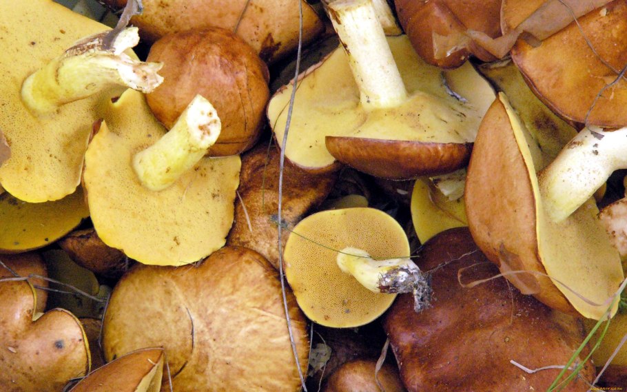 Трухлявый пень с грибами