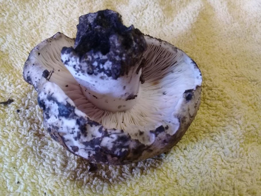 Червивый гриб в разрезе