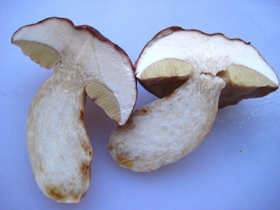 Отравленные грибы