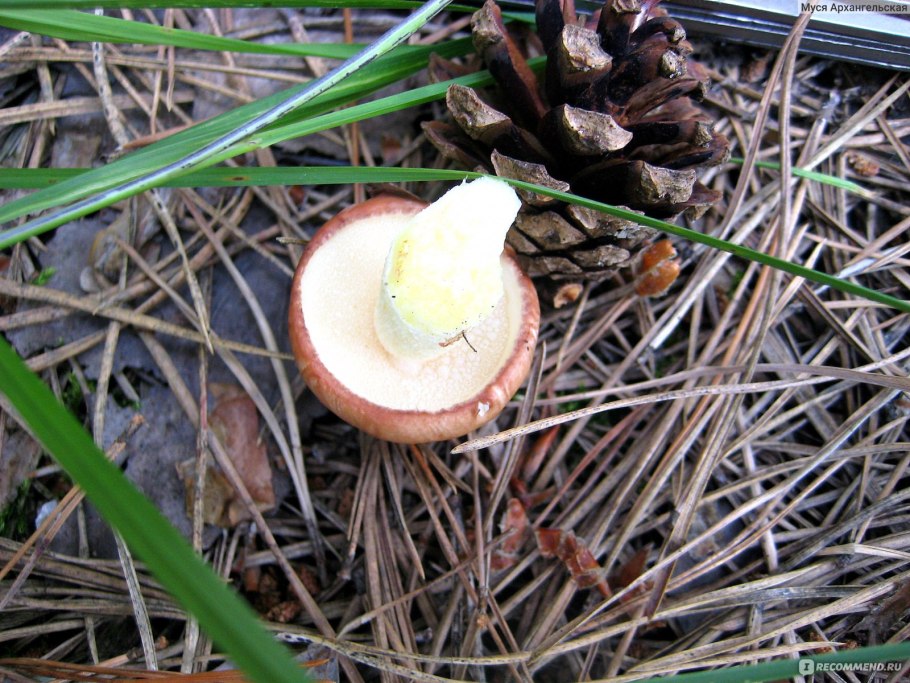 Тилопил гриб