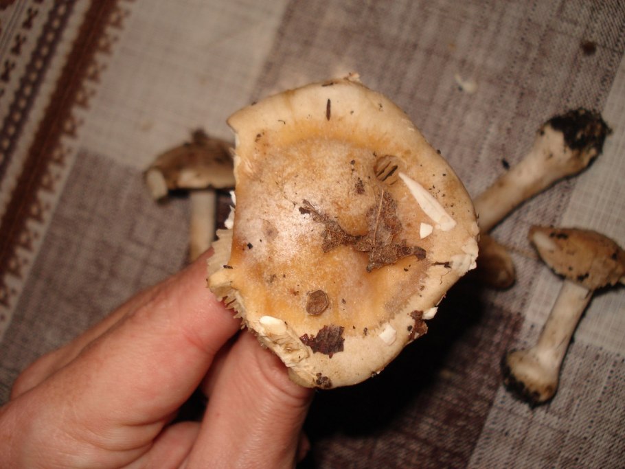 Рядовка Чешуйчатая Tricholoma imbricatum