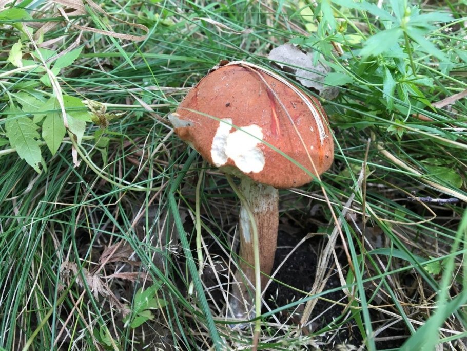 Подосиновик красный