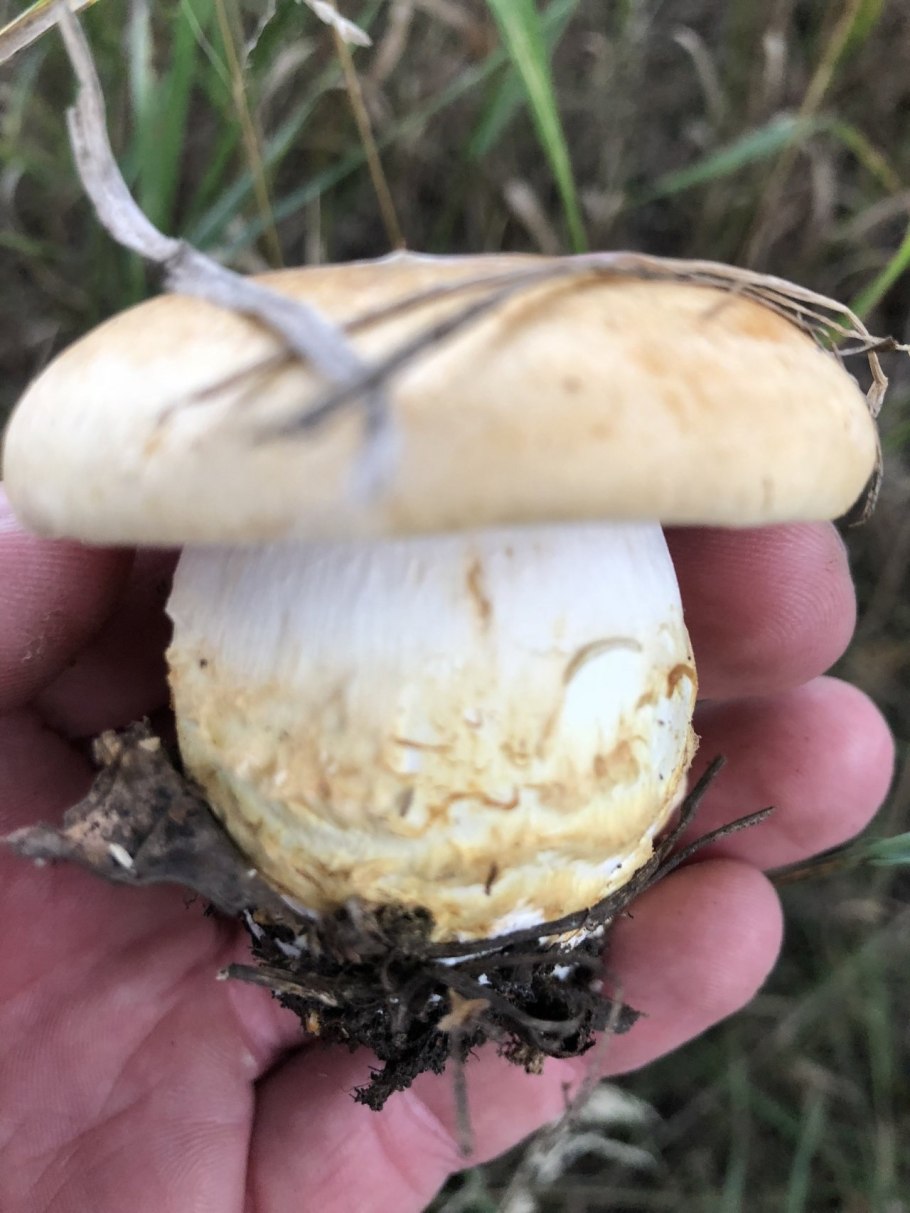 Паутинник надломленный гриб