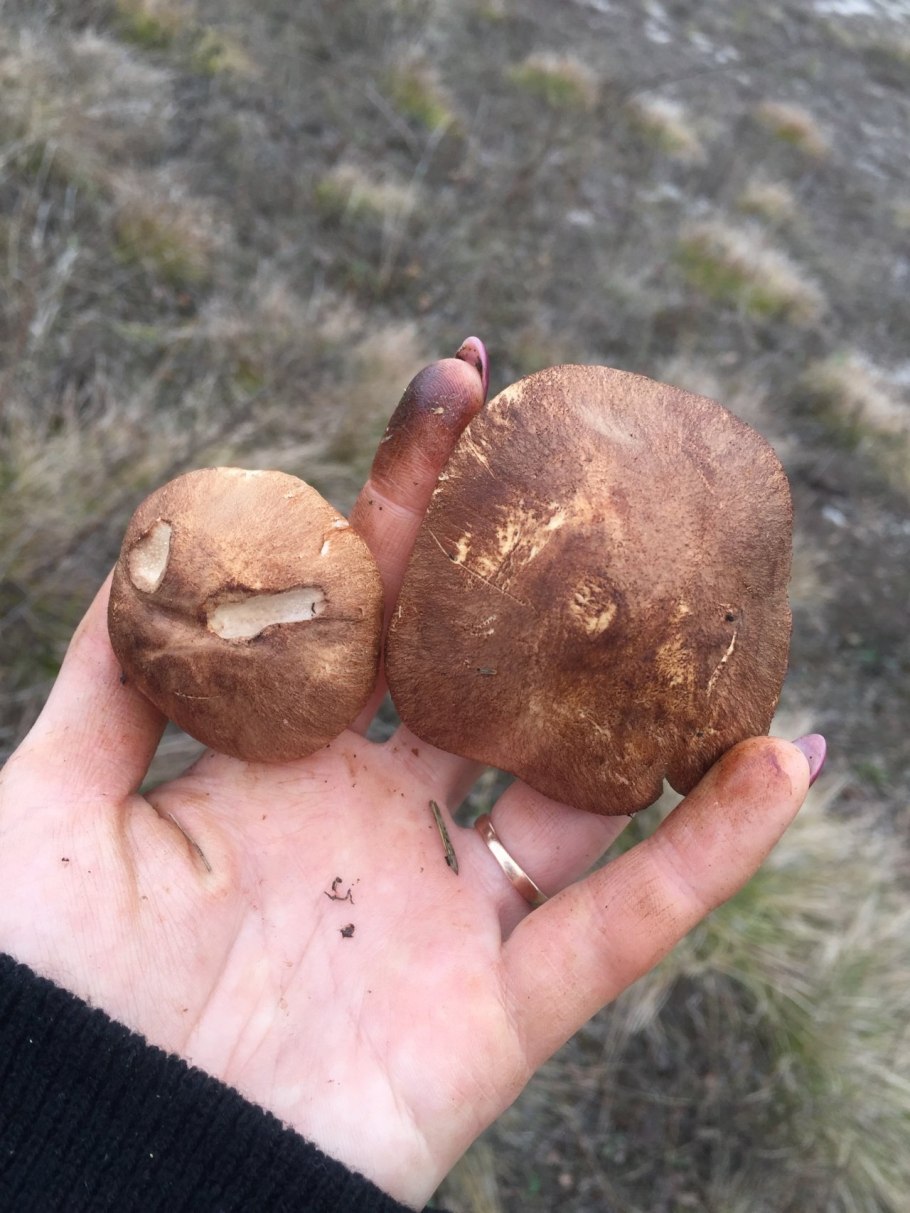 Если грибы червивые они съедобные