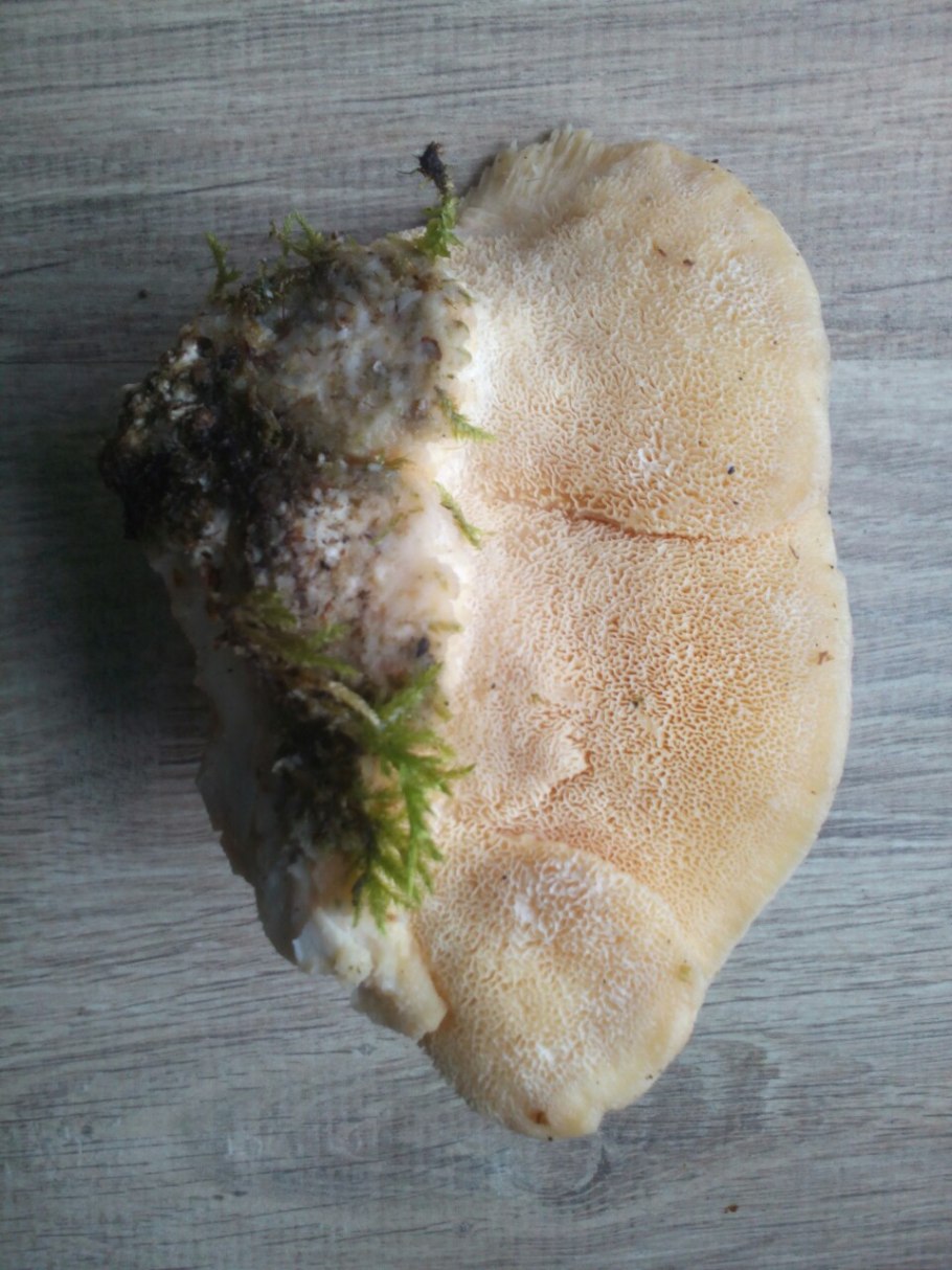 Червивый гриб подосиновик