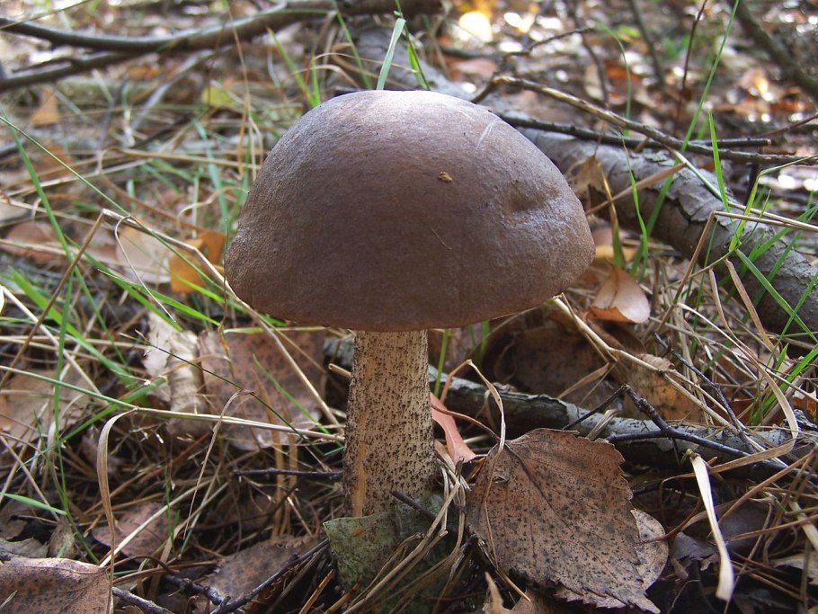 Подберёзовик разноцветный Leccinum variicolor