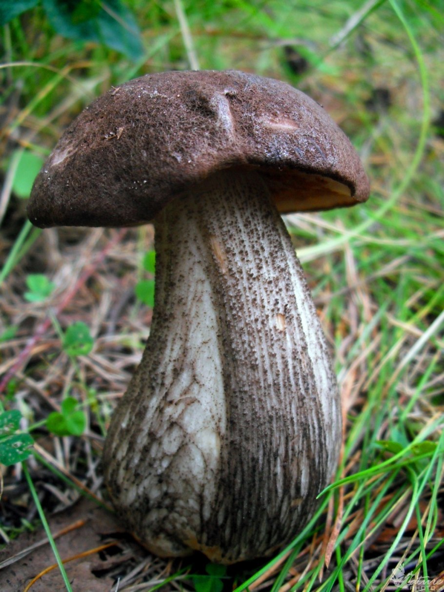 Съедобные грибы подберезовик