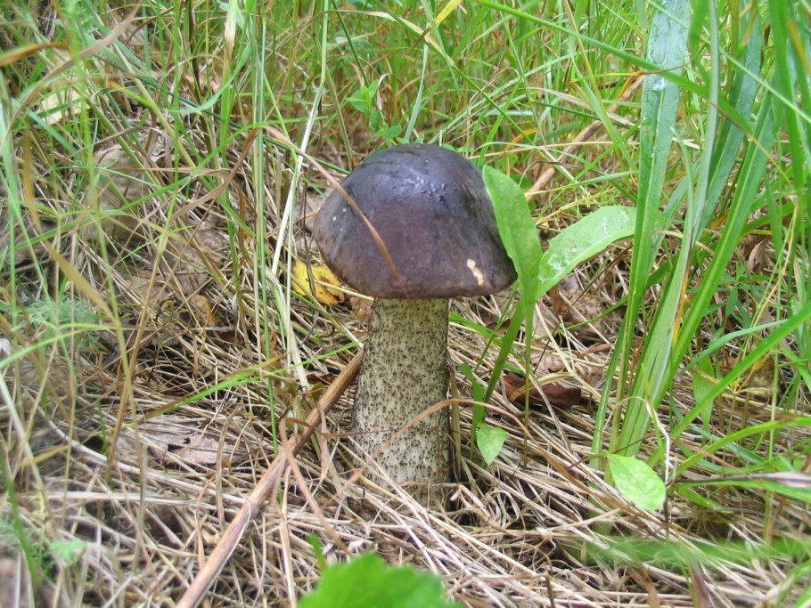 Подберезовик дымчатый