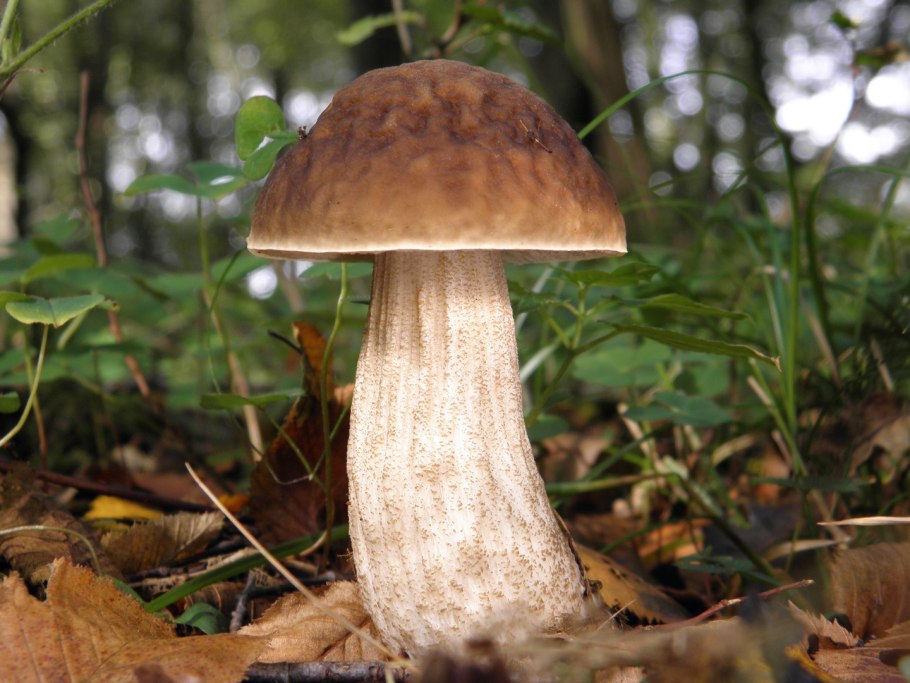 Плановые грибы