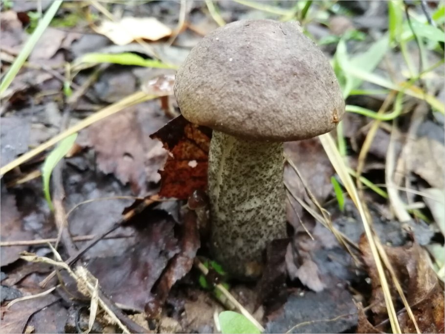 Подберезовик черноголовик