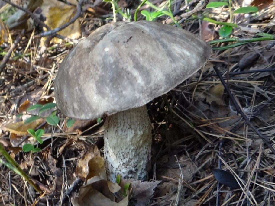 Пластинчатые грибы подберезовик