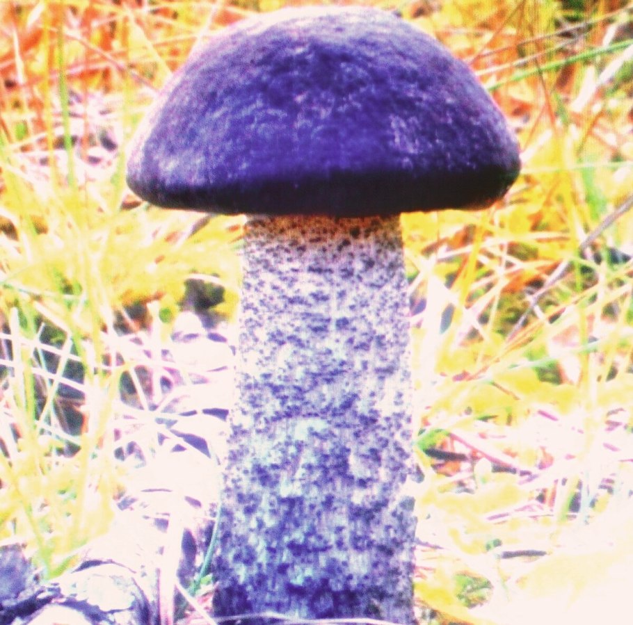 Leccinum melaneum
