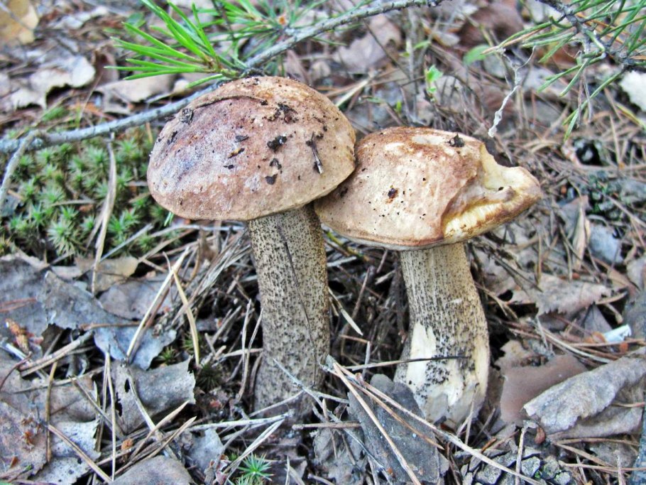 Черноголовки грибы