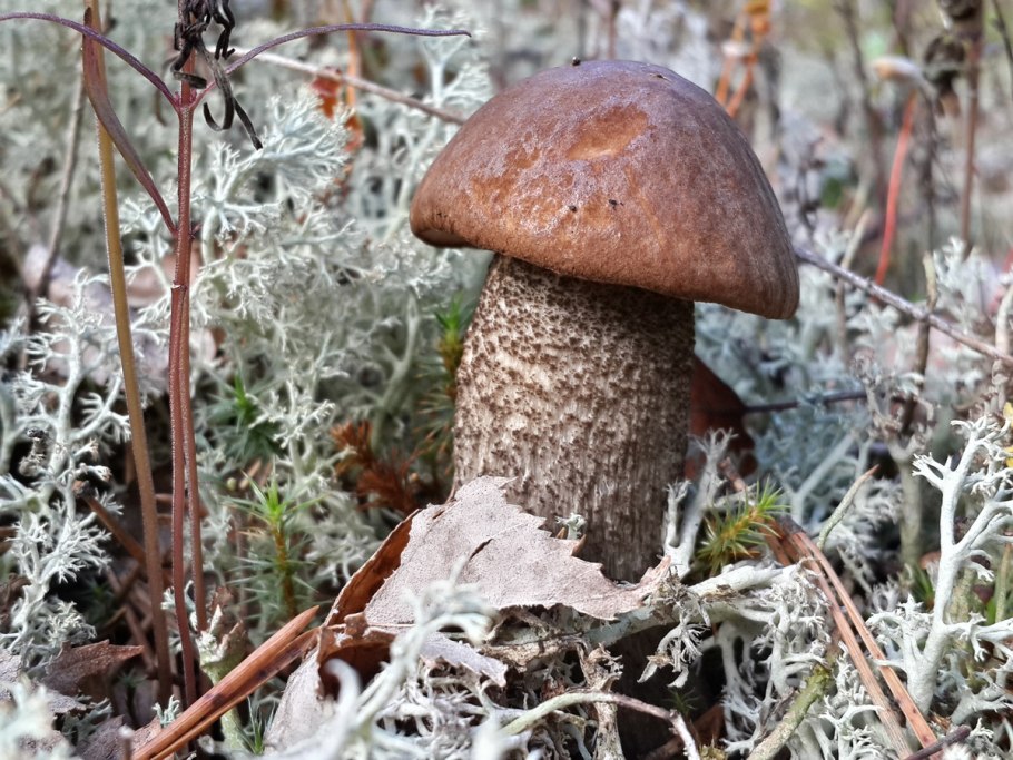 Подберёзовик пепельно-серый