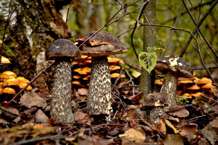 Черноголовик ложный