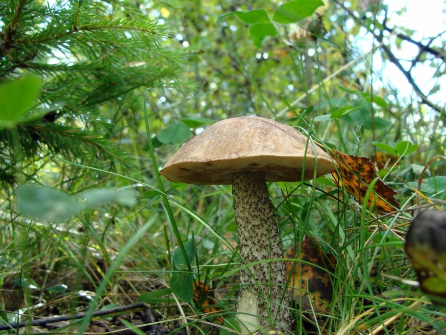 Грибы Воронеж подберезовик