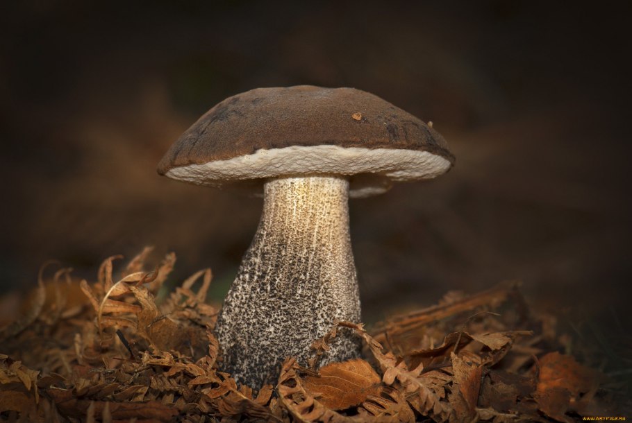 Красноголовик подберезовик