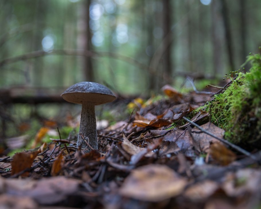 Подберезовик обыкновенный