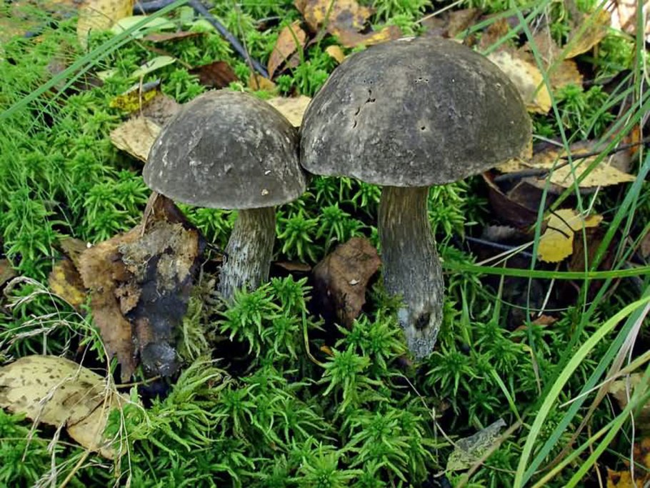 Съедобные грибы Карелии ежовик