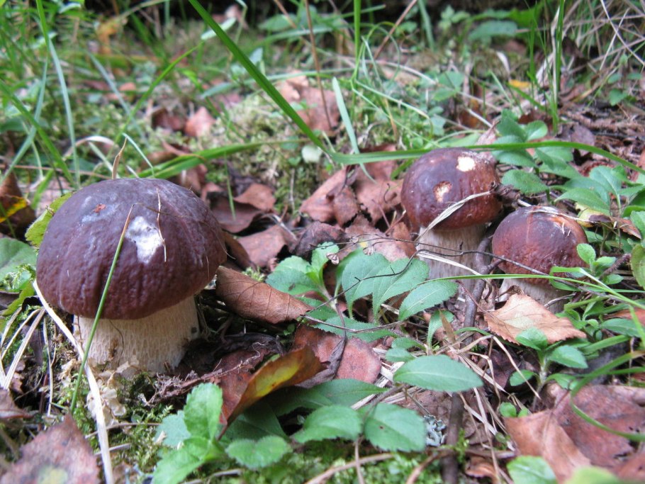 Leccinum scabrum Russian