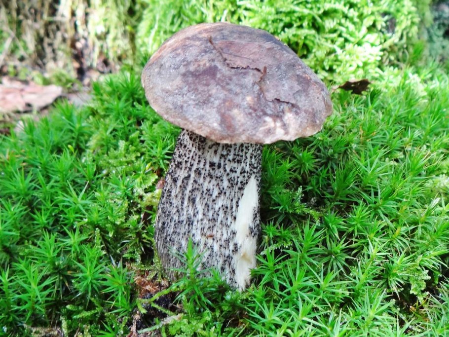 Подберёзовик пепельно-серый (Leccinum leucophaeum)