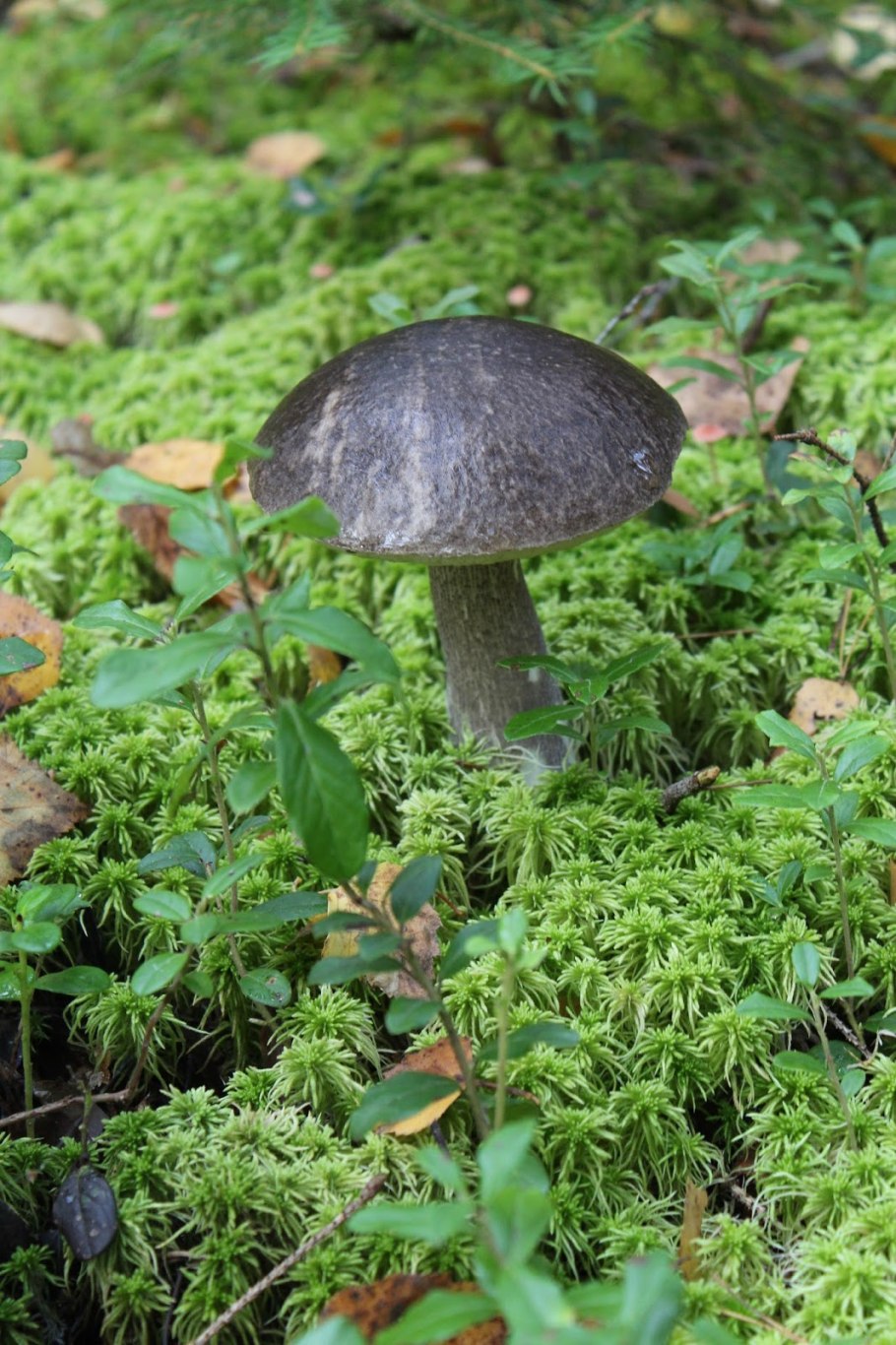 Подберезовик пепельно-серый фото