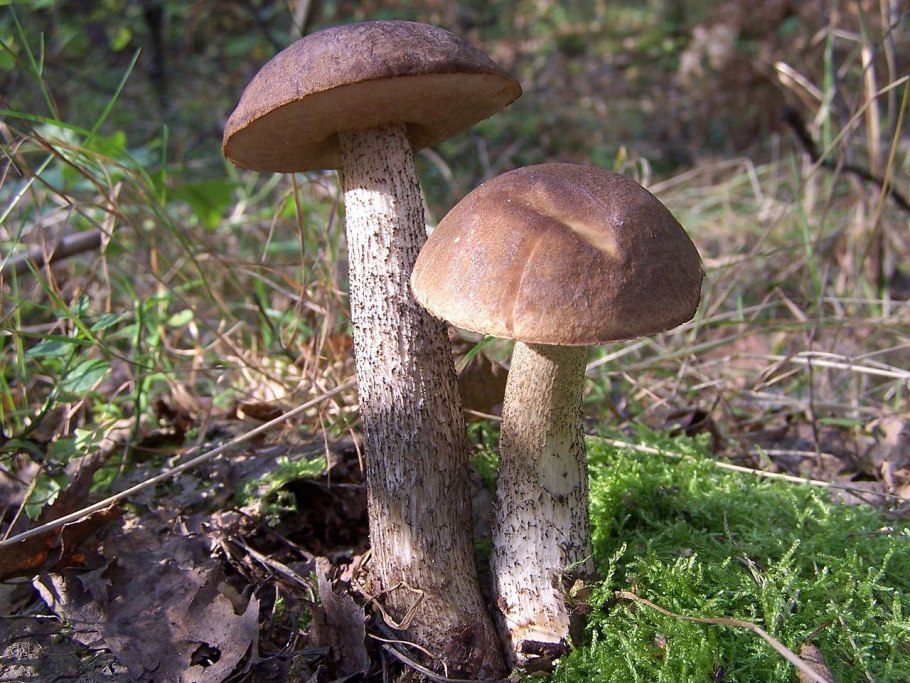 Мраморный подберезовик