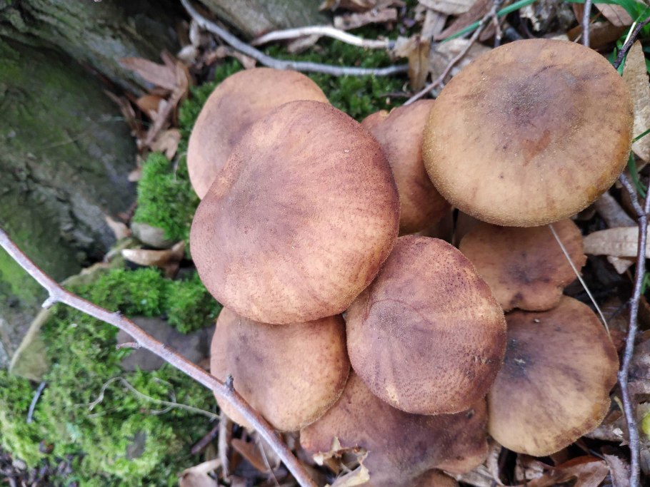 Опенок толстоногий Armillaria Gallica
