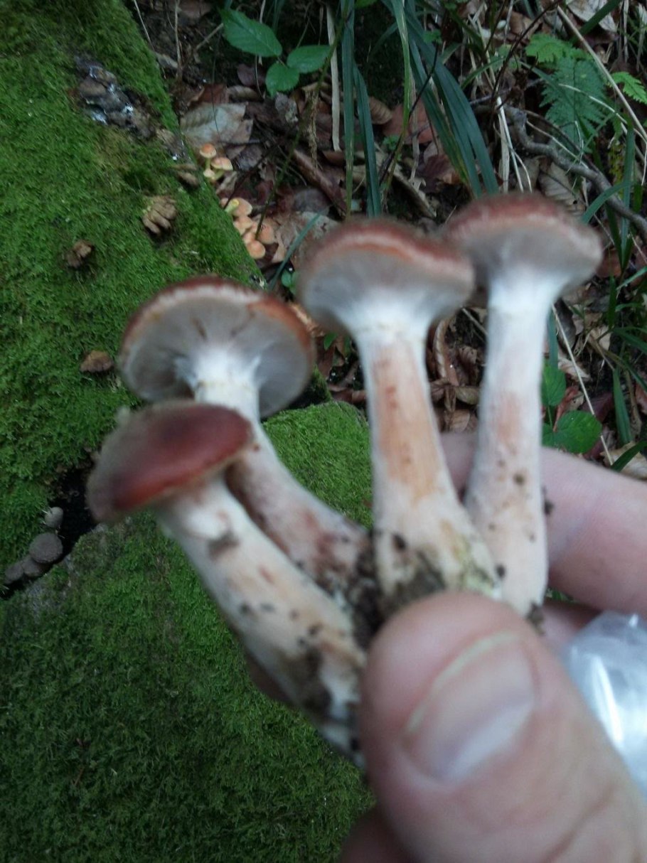 Гриб мраморный опенок