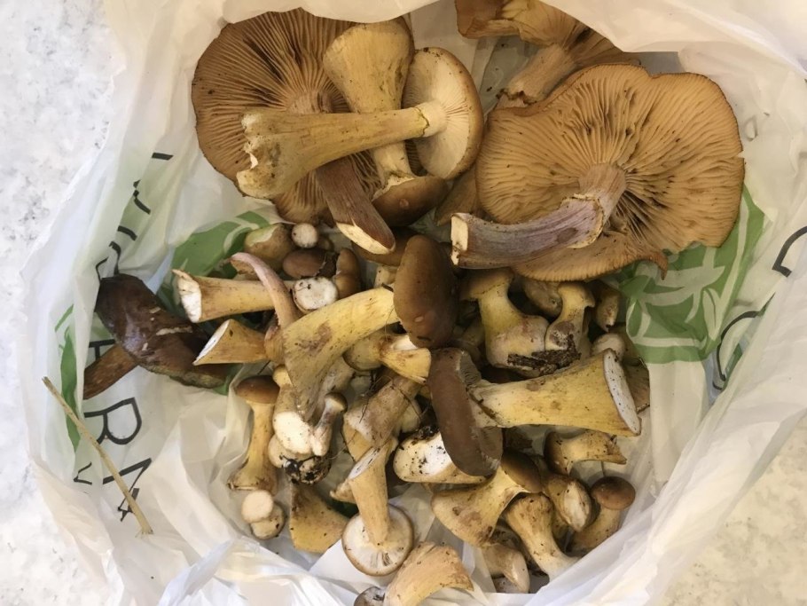 Сосновые опята