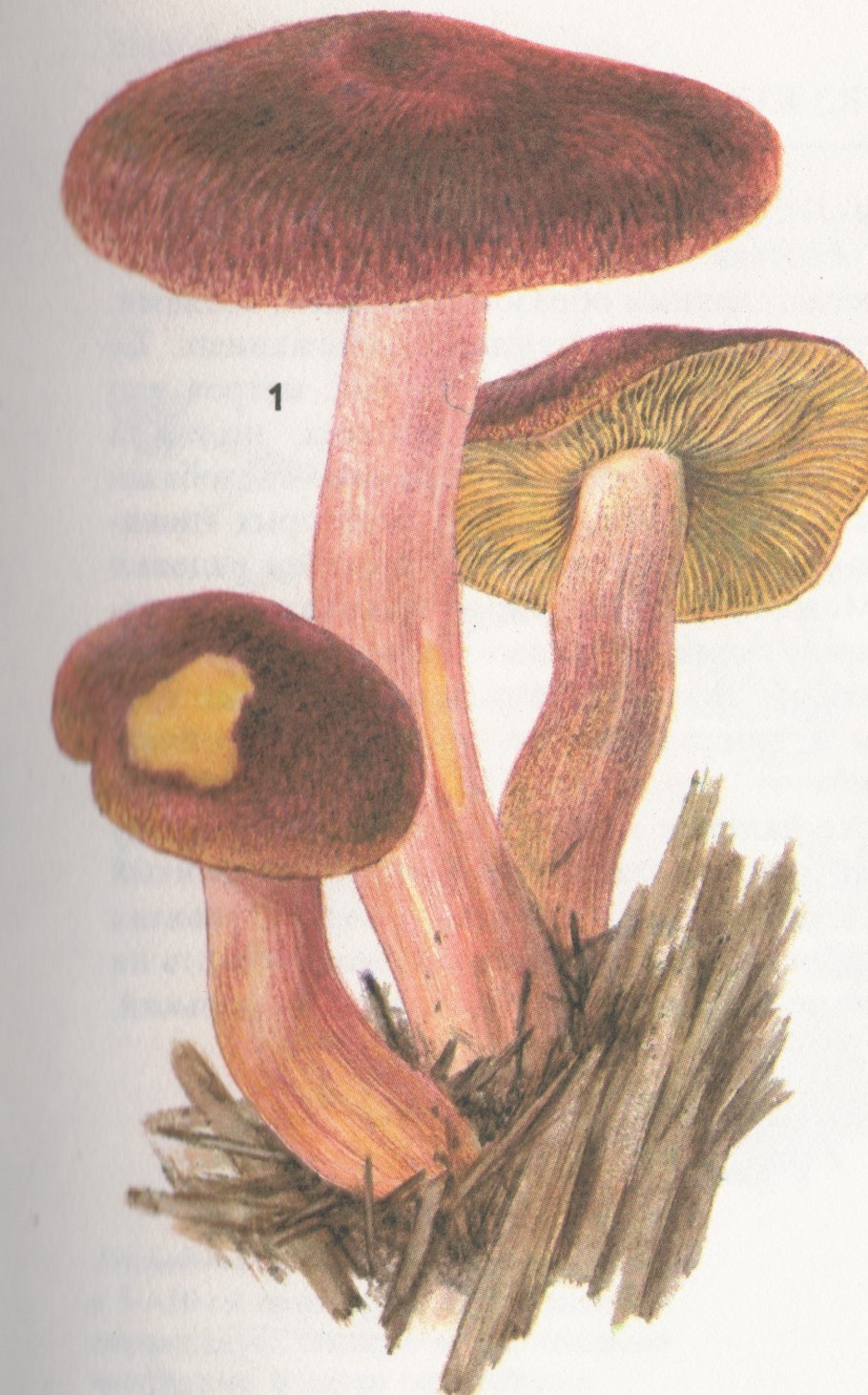 Рядовка жёлто-красная