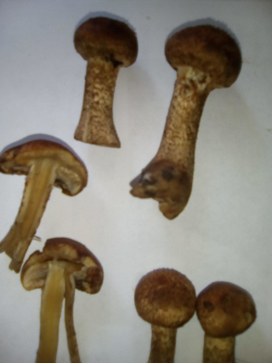 Опята с темно коричневой шляпкой