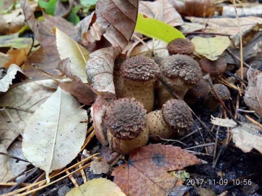 Опенок осенний темный