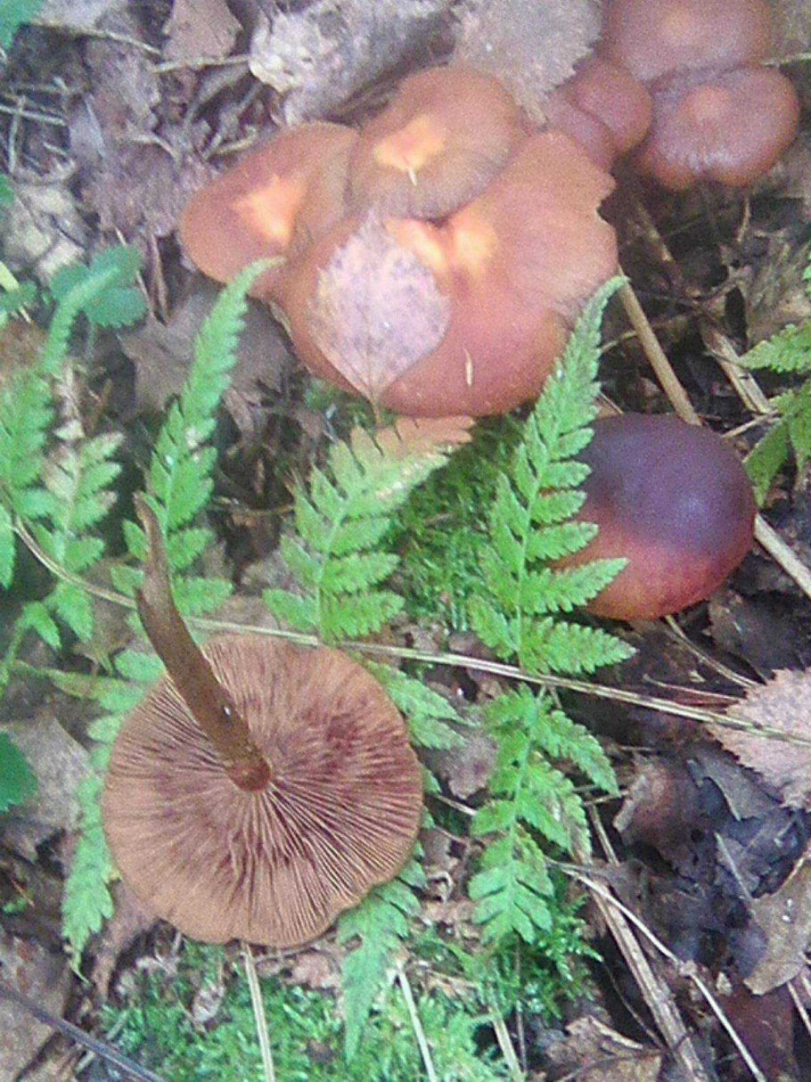 Грибы растущие семьями